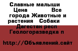 Славные малыши! › Цена ­ 10 000 - Все города Животные и растения » Собаки   . Дагестан респ.,Геологоразведка п.